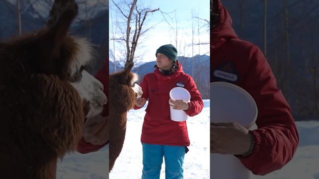 Альпаки - стадное животное, подробнее в нашем видео! смотреть онлайн