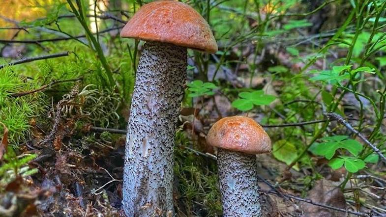 ТИХАЯ ОХОТА | КТО ИЩЕТ,ТОТ ВСЕГДА НАЙДЕТ! ВЫШЕЛ К БОЛОТУ И НАШЕЛ СВОИ ГРИБЫ | ГРИБЫ 2022 смотреть онлайн