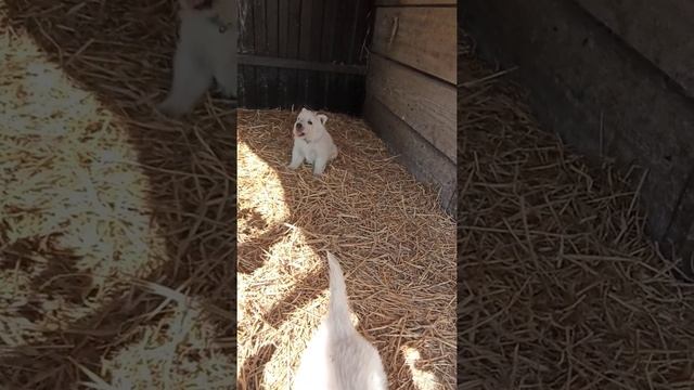 Мои белые волчата смотреть онлайн