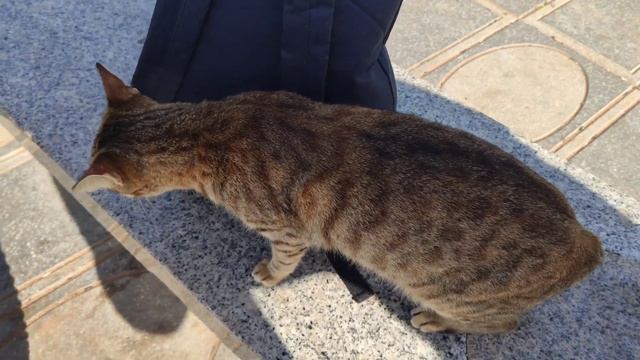 While I Was Looking At The Sea, A Sweet Cat Sat Next To Me Asking For Love And Food. смотреть онлайн
