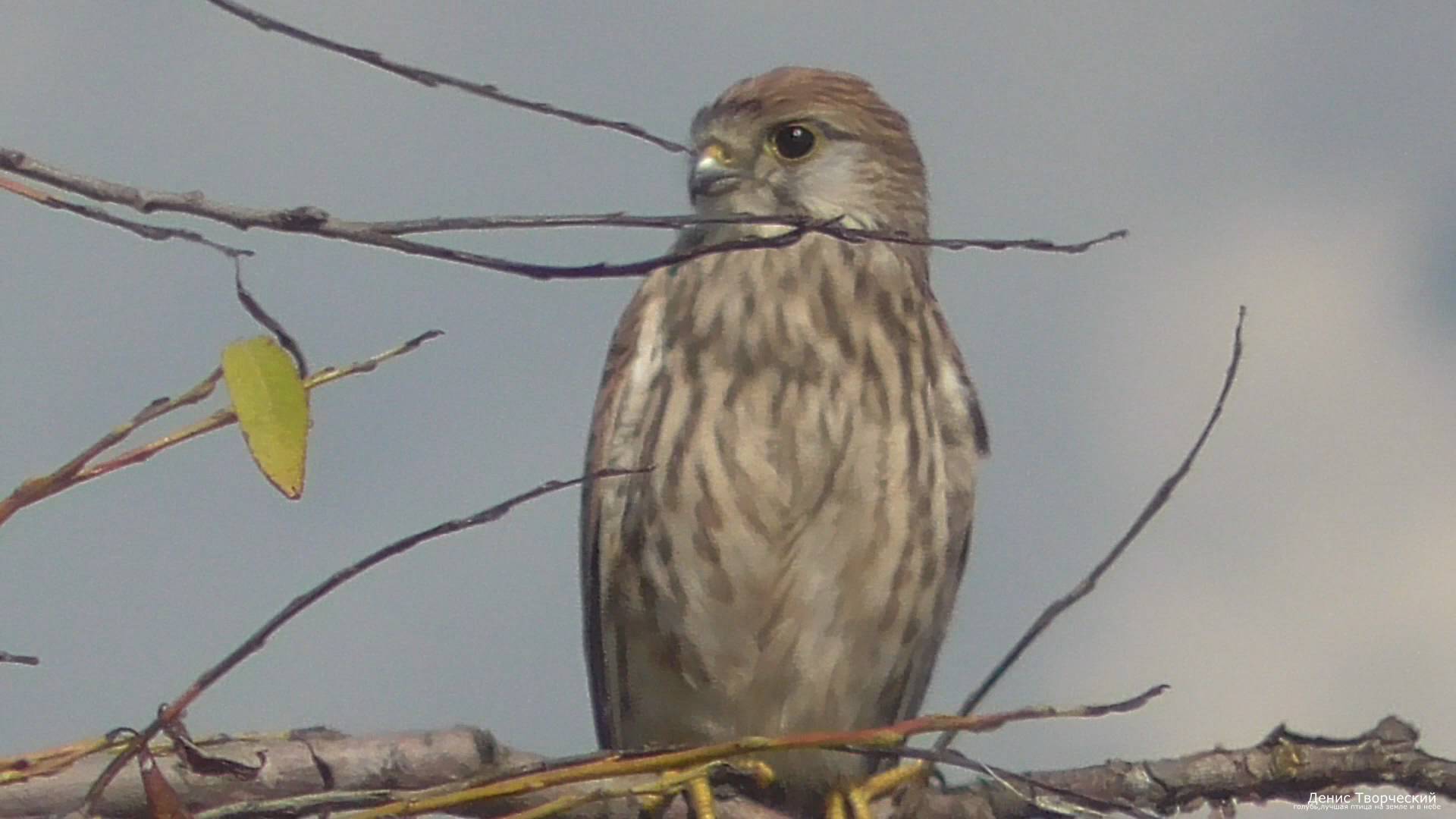 Хищные птицы в своей стихии сокол-пустельга, лунь, коршун, сорокопут жулан смотреть онлайн