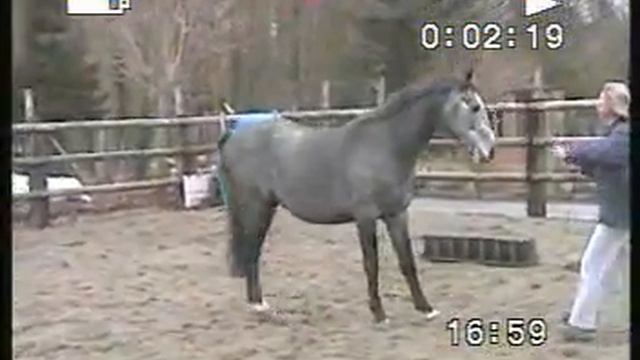 Centolino d'Ive (Cento x Quidam de Revel x Chin Chin) смотреть онлайн
