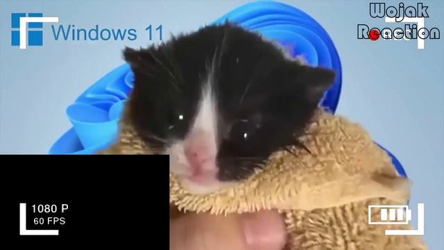 Wojak Reacts to Kitten Meows But WINDOWS STARTUP (macOS, Linux)! смотреть онлайн