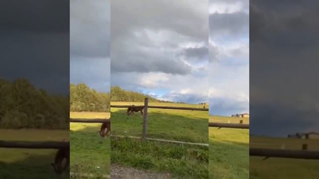 Благодарности пост! смотреть онлайн