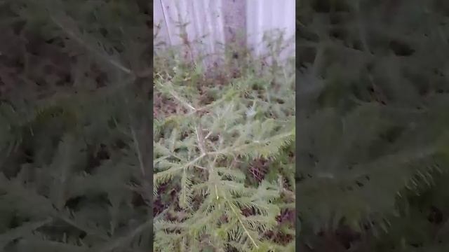 Пихты вологодская область смотреть онлайн