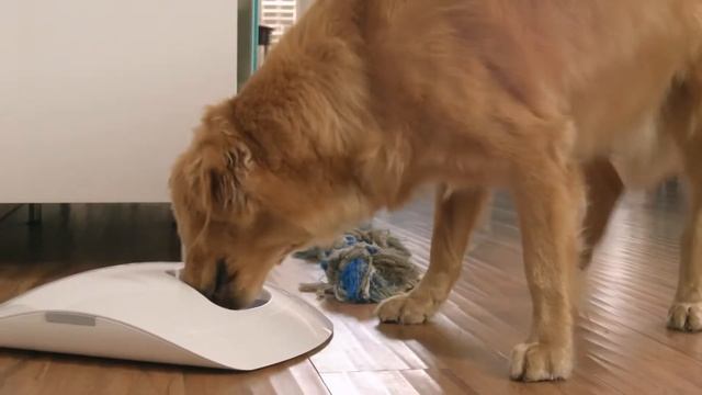 dogs accecories - feedandgo -Smart Pet Feeder With iOS/Android Apps and Built In Webcam смотреть онлайн
