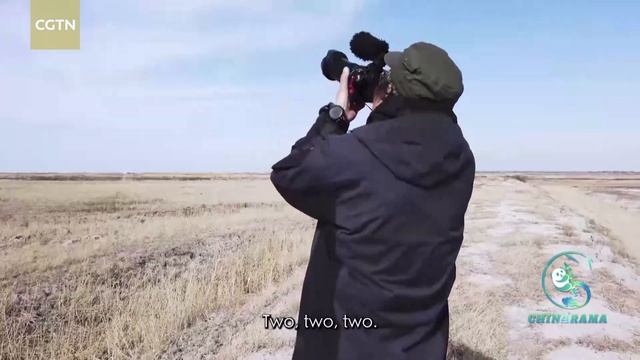 A Happy Reunion with Siberian Crane '419' смотреть онлайн