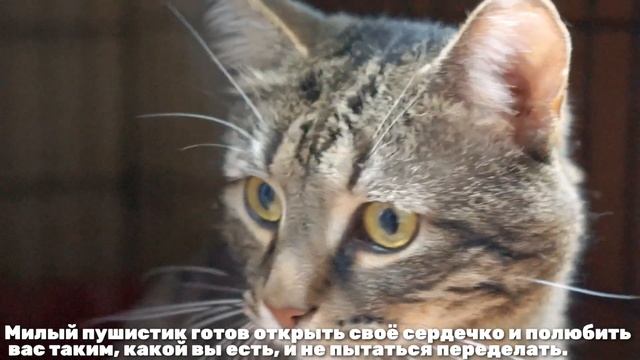 КРОТИК смотреть онлайн