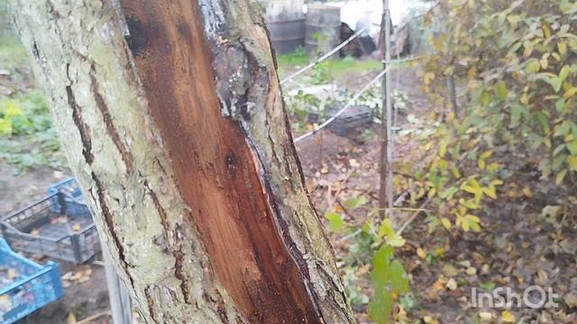 Лечим дупло на дереве. смотреть онлайн