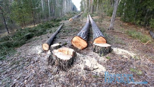 Подвели «под норматив»? смотреть онлайн