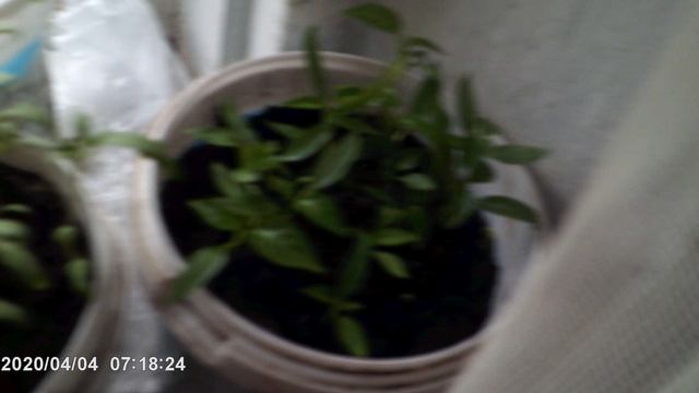 DSCF0001 рассада  апрельская