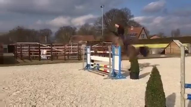 2012 gelding By crown z x cento x caretano z смотреть онлайн