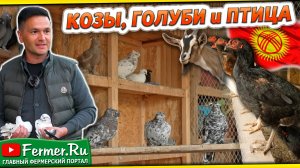 Опытный голубевод и бойчатник (25 лет). Начинающий козовод Кудрят Нурмухаметов. Кыргызстан