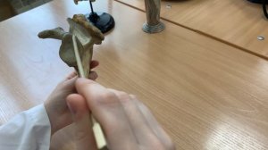 Анатомия ЛОПАТКИ и КЛЮЧИЦЫ: СКЕЛЕТ ВЕРХНИХ КОНЕЧНОСТЕЙ