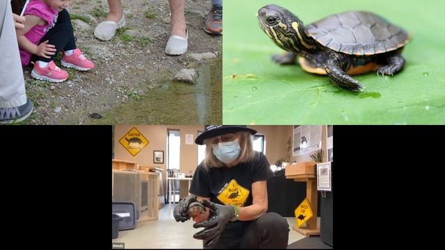 Turtle webinar on May 19, 2021 смотреть онлайн