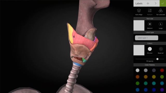 ANATOMYKA 1.4 - Examine the entire RESPIRATORY system in highest details with accurate descriptions смотреть онлайн