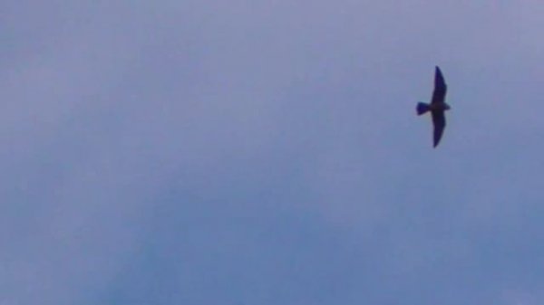 Сокол Сапсан и Ястреб Тетеревятник Атакуют Голубей. Falcon Peregrine and Goshawk Attack Doves