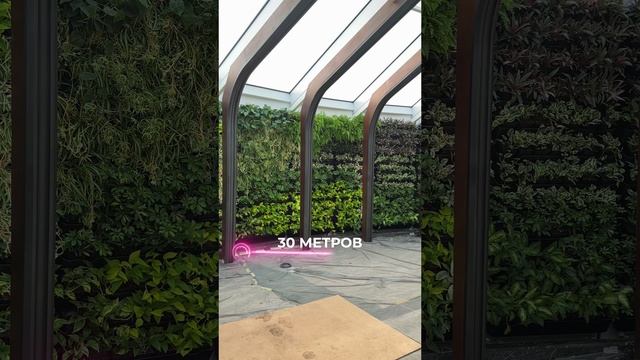 ФИТОСТЕНА из живых растений