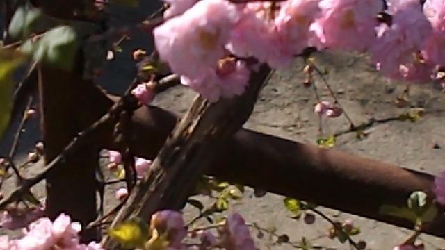 DSCN3121Пасхальная роза