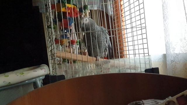 Как краснохвостый Жако будит меня по утрам смотреть онлайн