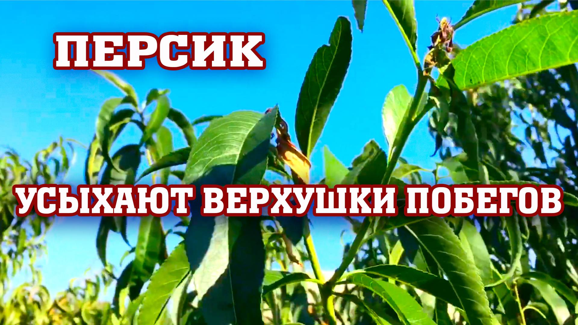 Усыхают верхушки побегов у персика⧸Восточная плодожорка / Решаем проблему смотреть онлайн