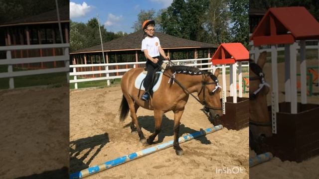 Соревнования по Конному спорту смотреть онлайн