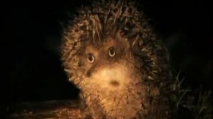 Ёжик в тумане. Если тебя нет, то и меня нет, понял_