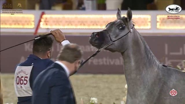 N 65 YAZEED AL RAYYAN Katara International Arabian Horse Festival Yearling Colts Class 4B смотреть онлайн