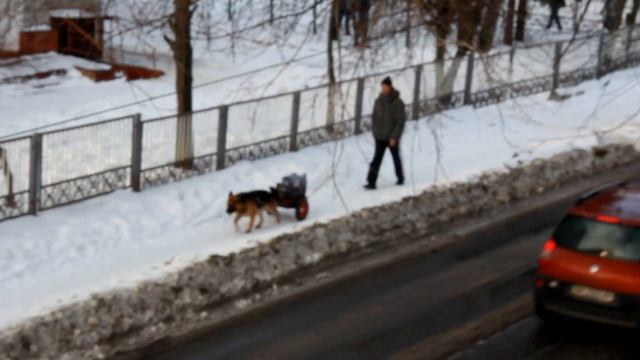 Working dog pulls a cart. Собачья Упряжка. смотреть онлайн