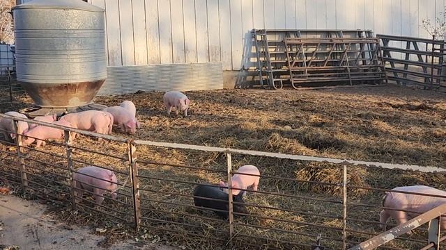 feeder pigs eating apple peelings & pumpkins 🎃 for a Veterans Day treat Nov. 10th 2023 смотреть онлайн