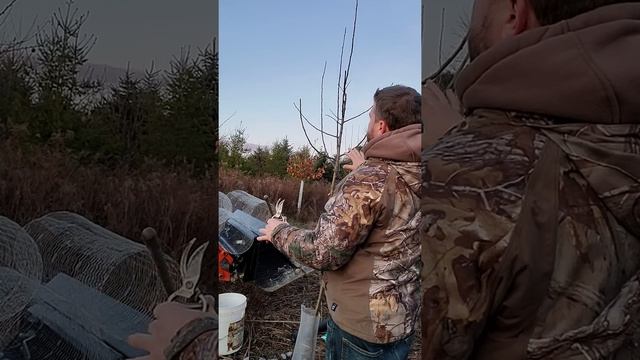 Growing apple trees in tree tubes (part one) смотреть онлайн