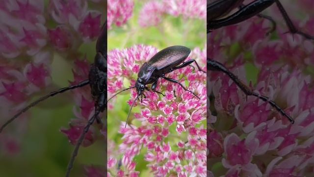 Мир макро #macro #макро смотреть онлайн