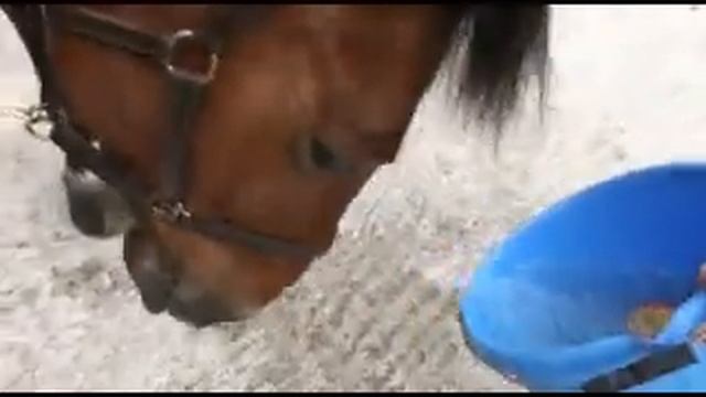 Horse Apple Bobbing смотреть онлайн