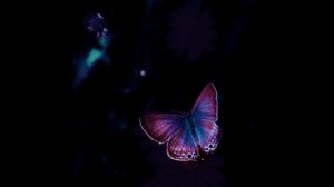 Sunbyonic - Margaritka