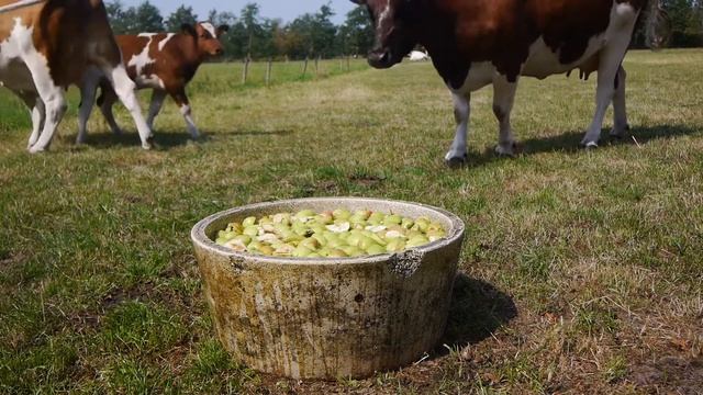 Feeding apples to some cows смотреть онлайн