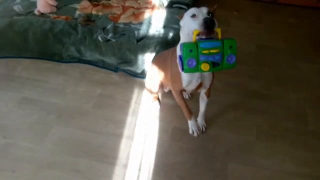 Амстафф и дети / Amstaff And Kids