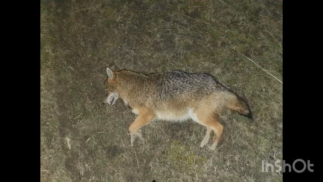 14. Закрытие сезона охоты на шакала в Ростовской области. Карабин CZ557 .308win, прицел Guide TR 430 смотреть онлайн