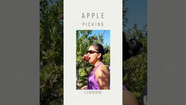 Apple Picking in Auckland (Where? When? How?) смотреть онлайн
