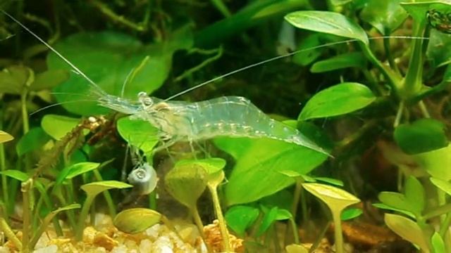 Ghost Shrimp eating apple snail! смотреть онлайн