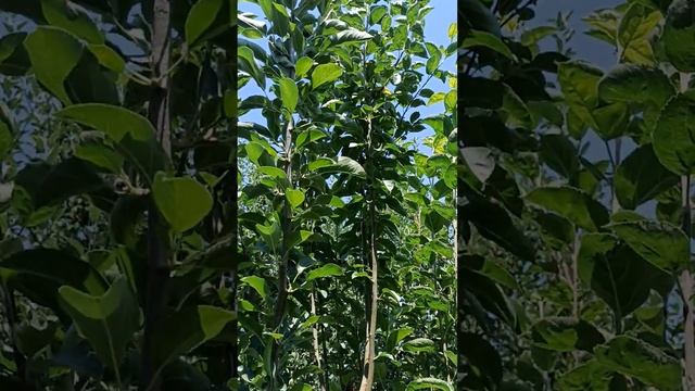 Top Grafting In Traditional Plants Variety Scarlet Super 2 смотреть онлайн