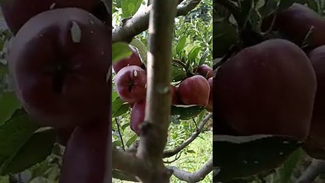 adam apple Top grafting on seedlings tree. смотреть онлайн