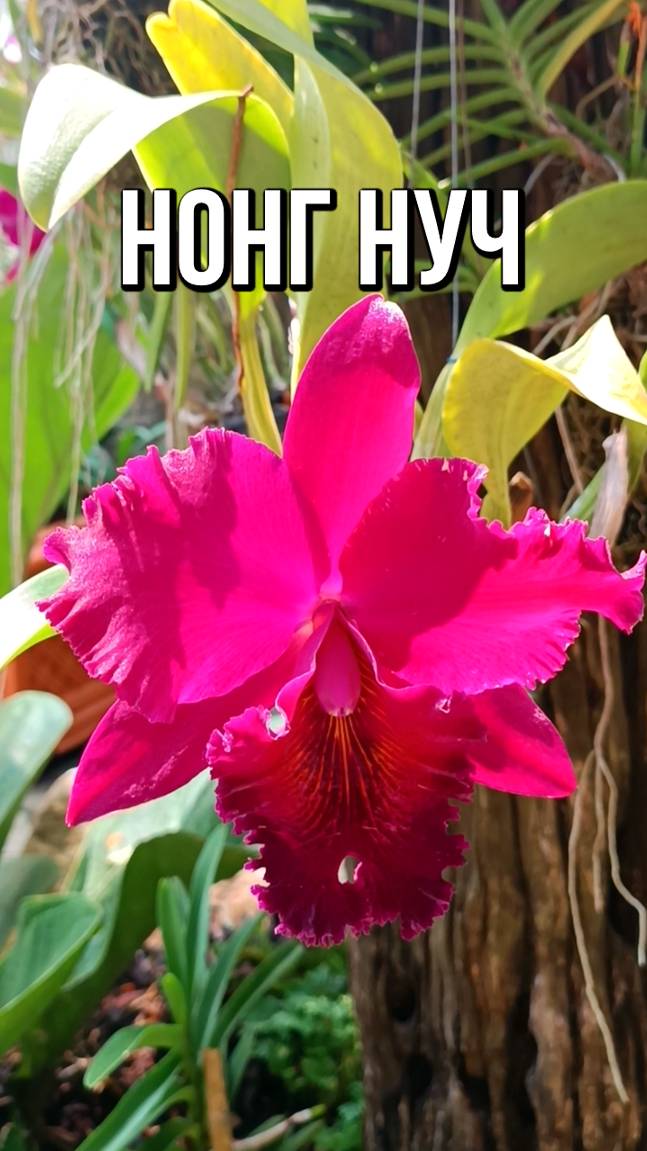 Тропический парк Нонг Нуч в Паттайе смотреть онлайн