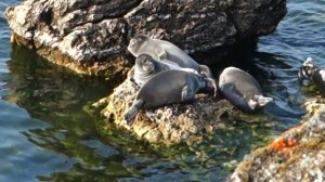 Байкал _ Лежбище нерпы