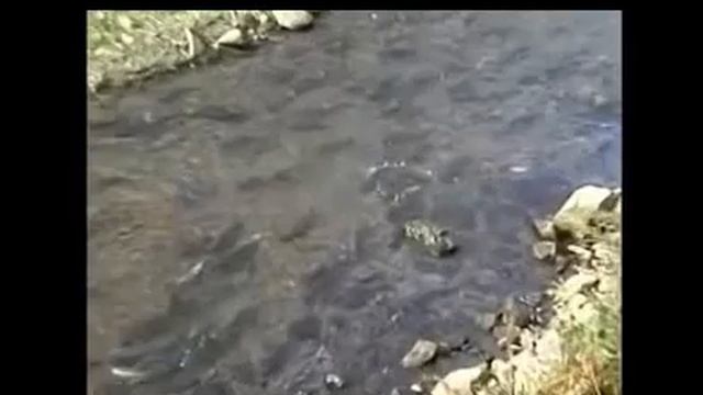 Лазурная река..., Стихи Люмико, муз. и исп. #СамуилФрумович смотреть онлайн