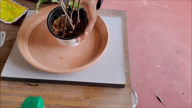 How to Grow Crabapple Tree From Cuttings: Crab Apple Propagation From Cutting смотреть онлайн