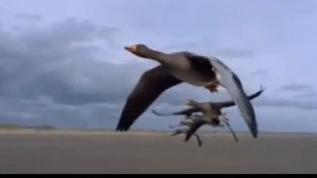 Места Силы..., Стихи Надежда Медведовская, муз. и исп. #СамуилФрумович смотреть онлайн