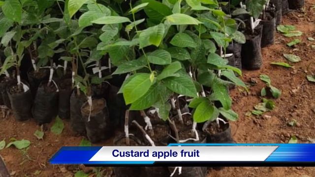 Custard apple fruit смотреть онлайн