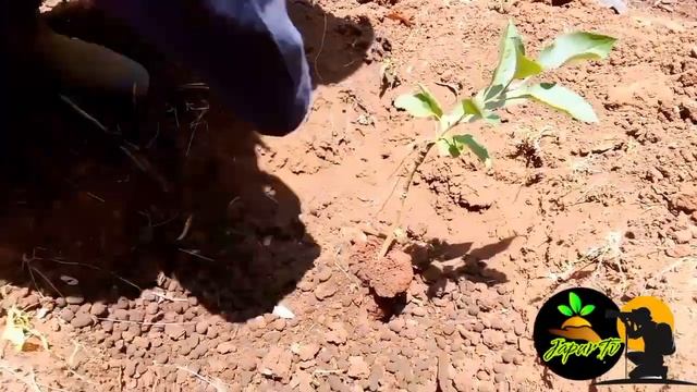 How To Plant Apple Fruit Seedlings (Pink Lady Variety)@japurfarmsolutionscompany смотреть онлайн