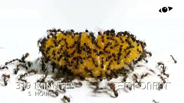 TEMPONAUT Top 10 Timelapses 2021