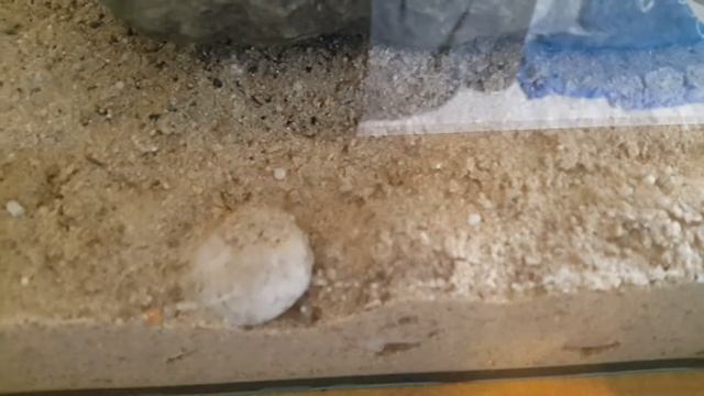 Lasius Niger #1 смотреть онлайн